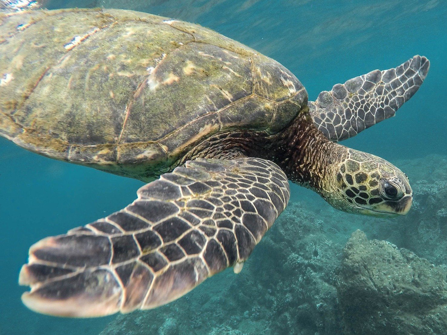 Symbolfoto einer Schildkröte unter Wasser.