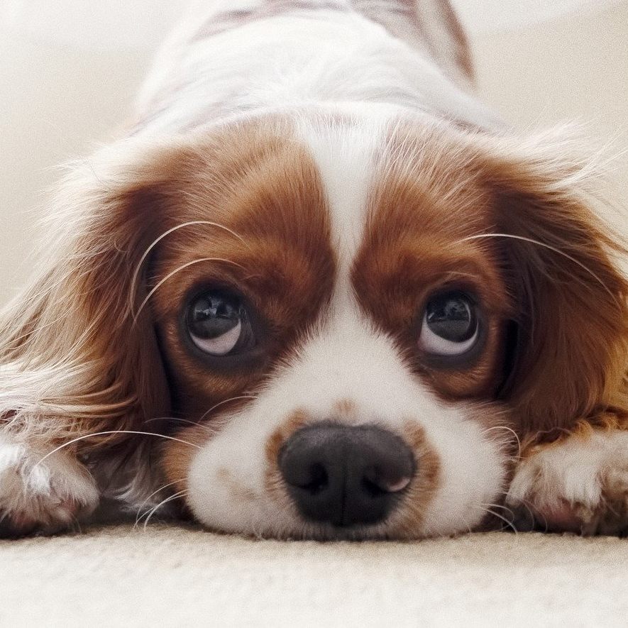 Schauen uns Hunde absichtlich mit großen Kulleraugen an?