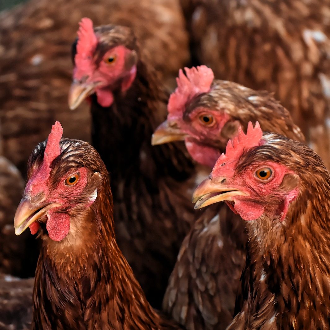 In einem kleinen Betrieb in Niederösterreich wurde Geflügelpest nachgewiesen.