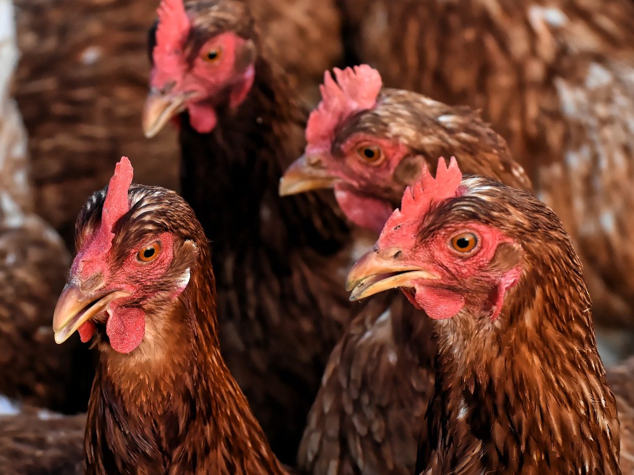 In einem kleinen Betrieb in Niederösterreich wurde Geflügelpest nachgewiesen. In einem kleinen Betrieb in Niederösterreich wurde Geflügelpest nachgewiesen.