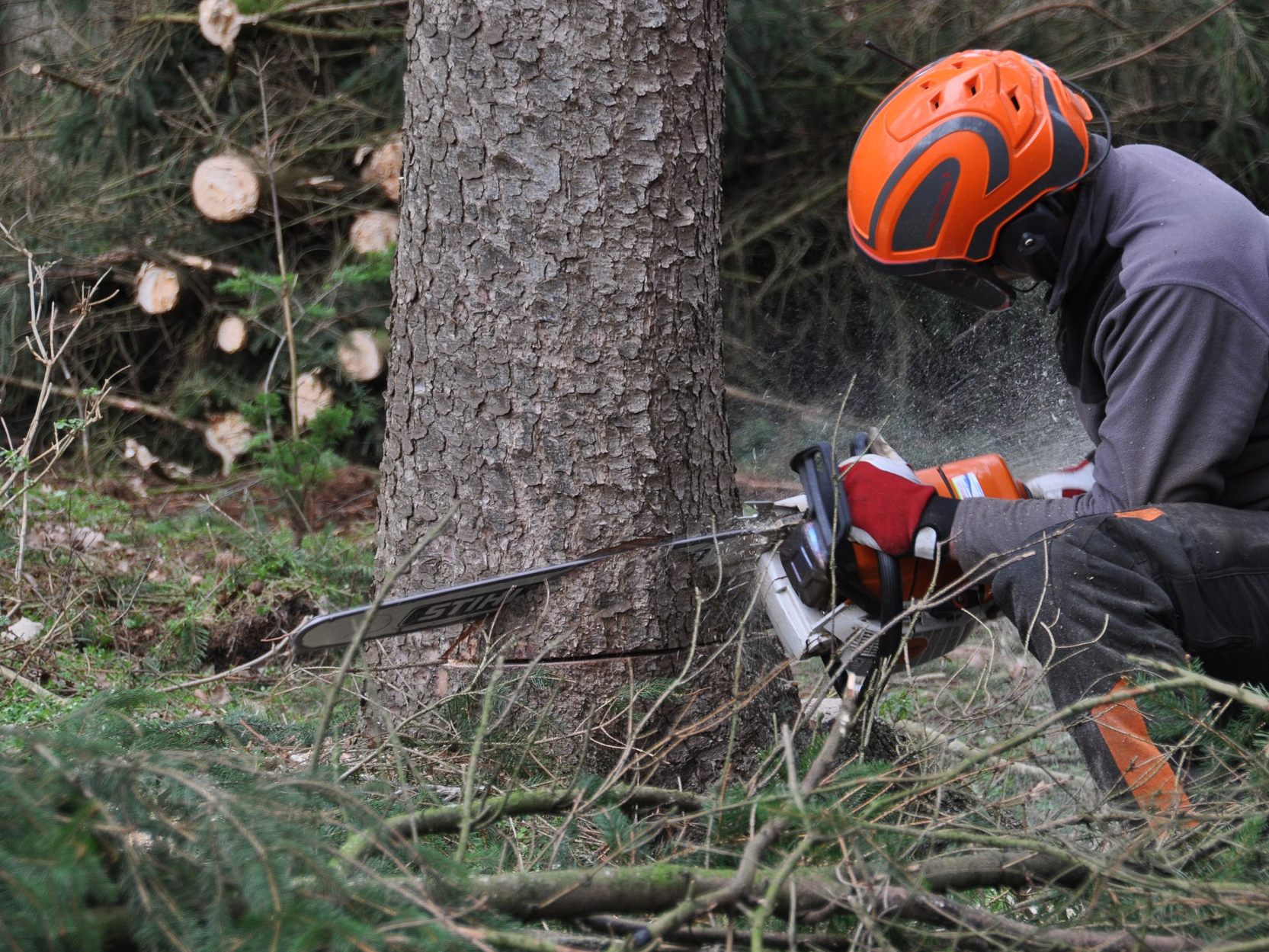 Baumfällungen im Umfeld der Manner-Villa in Wien-Hernals haben eine Anzeige nach sich gezogen.