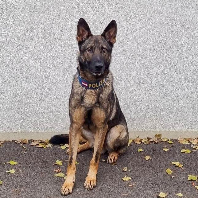 Polizeidiensthund "BAK II" erschnüffelte in Donaustadt drei mutmaßliche Einbrecher
