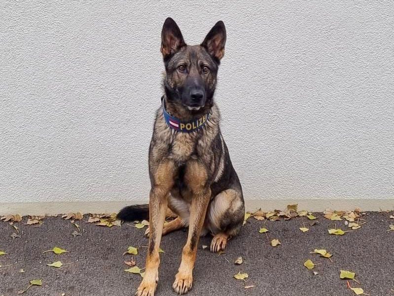 Polizeidiensthund "BAK II" erschnüffelte in Donaustadt drei mutmaßliche Einbrecher Polizeidiensthund "BAK II" erschnüffelte in Donaustadt drei mutmaßliche Einbrecher