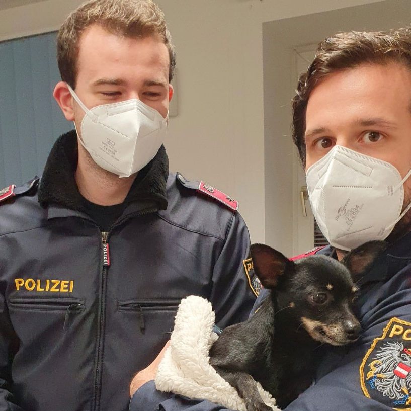 Dieser kleine Hund wurde ausgesetzt und von einem Zeugen zur Polizei gebracht