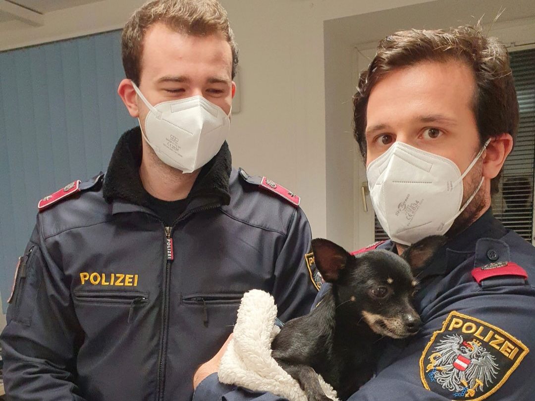 Dieser kleine Hund wurde ausgesetzt und von einem Zeugen zur Polizei gebracht Dieser kleine Hund wurde ausgesetzt und von einem Zeugen zur Polizei gebracht