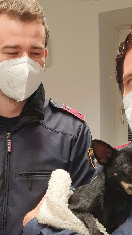 Dieser kleine Hund wurde ausgesetzt und von einem Zeugen zur Polizei gebracht