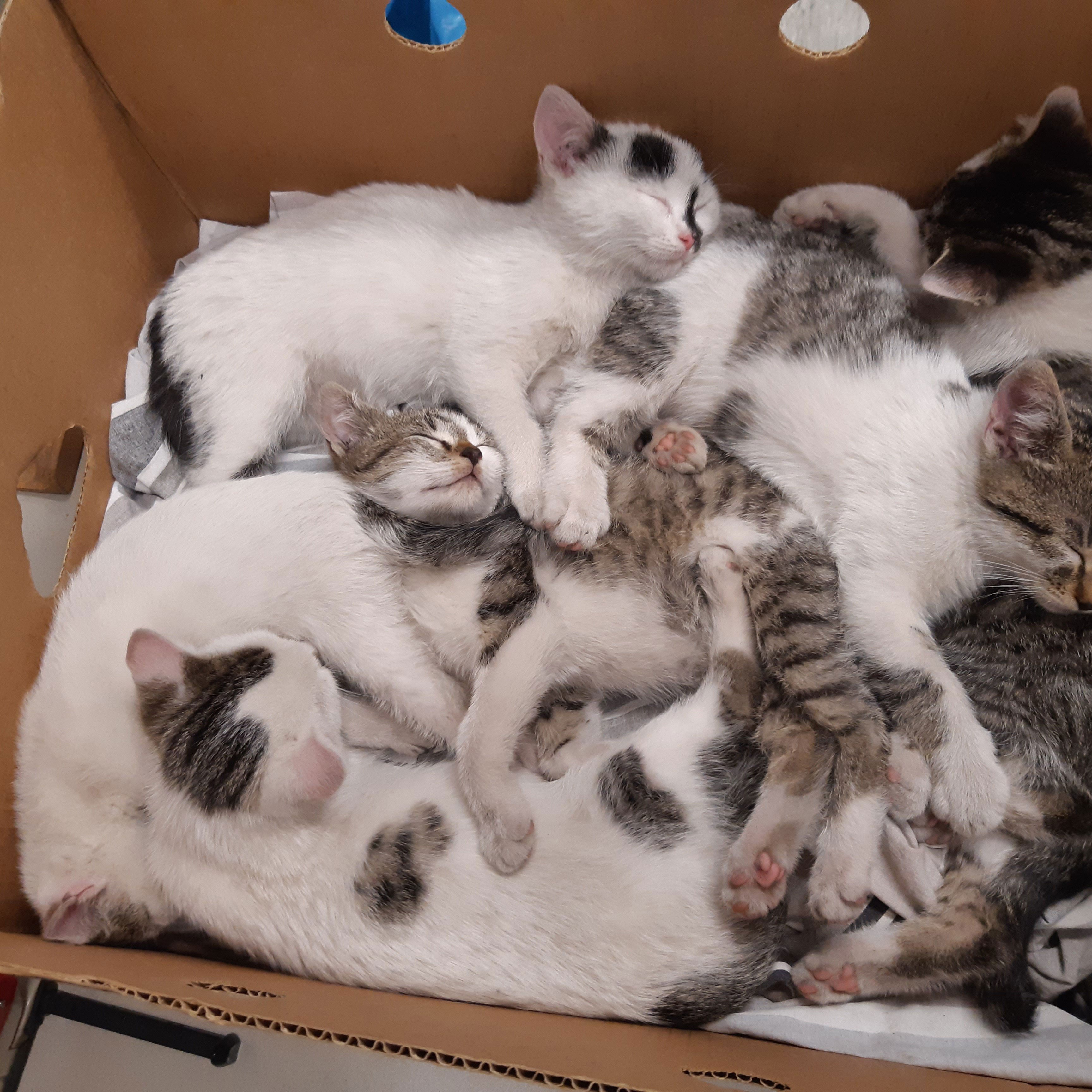 Diese sechs kleinen Kätzchen wurden einfach sich selbst überlassen