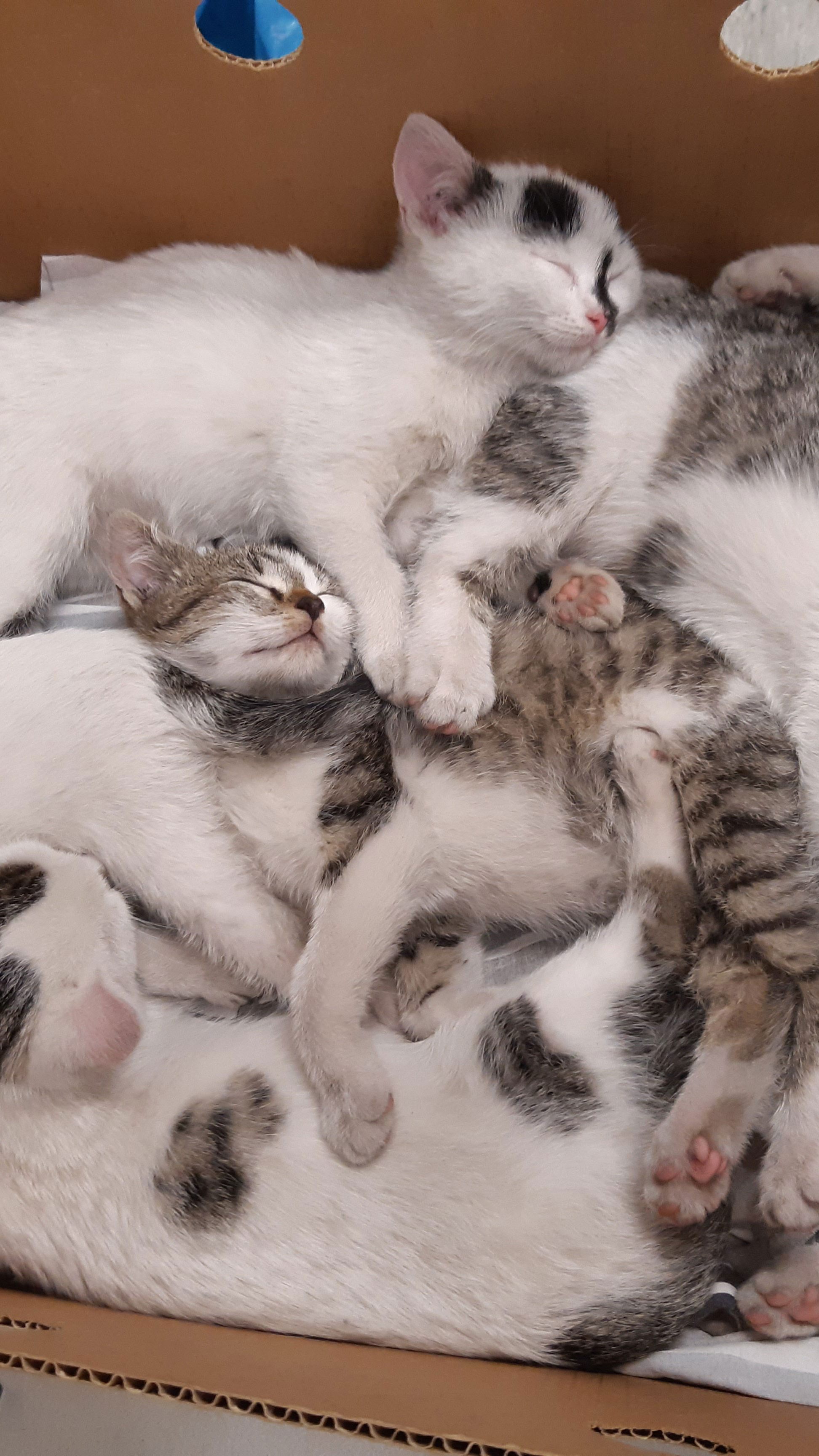 Diese sechs kleinen Kätzchen wurden einfach sich selbst überlassen