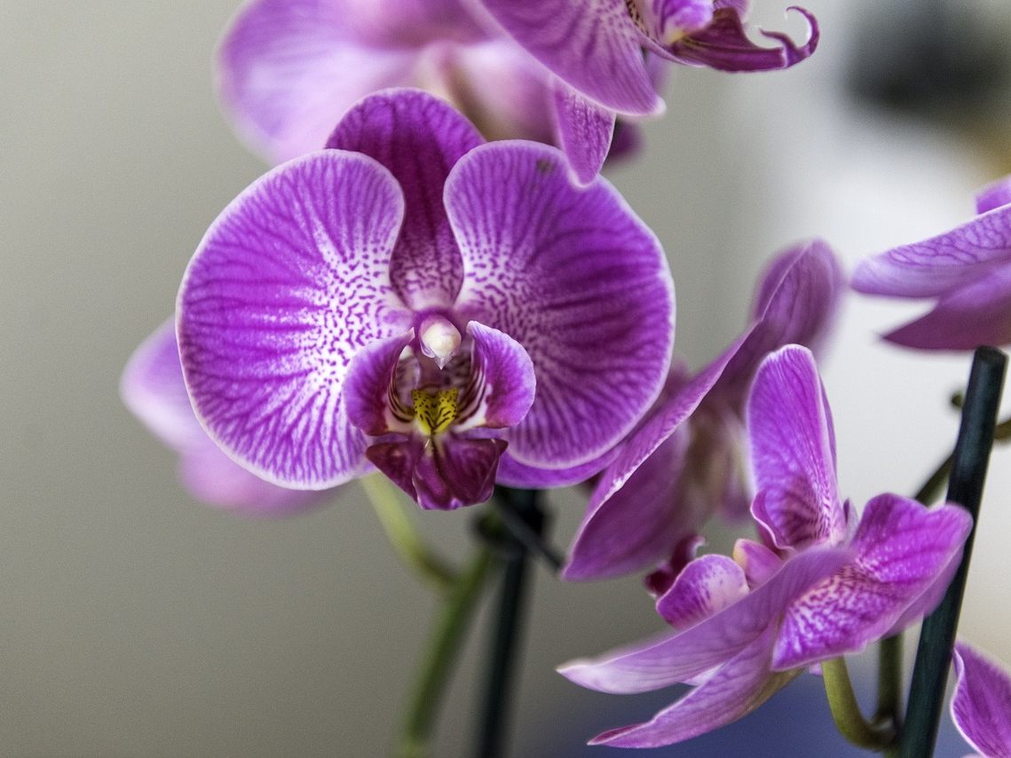Der 16-Jährige stahl eine Orchidee aus einem Blumengeschäft in Wien.