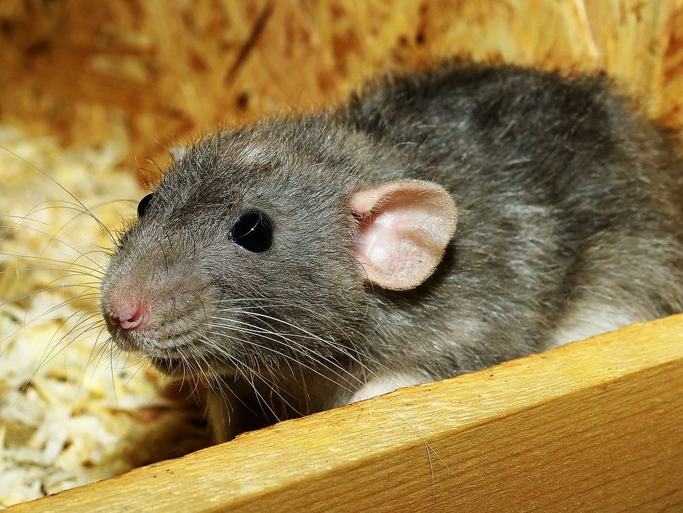 Mann briet in Bayern lebendige Ratte in der Pfanne. Mann briet in Bayern lebendige Ratte in der Pfanne.