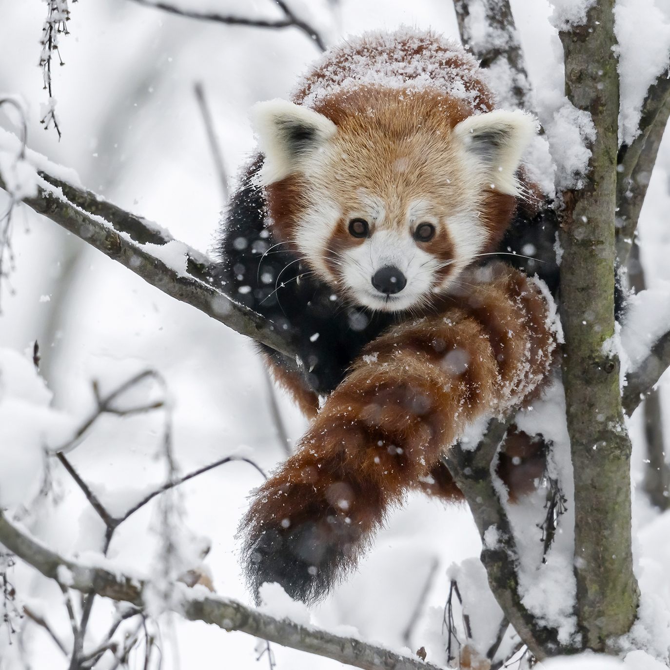 Bei kälteren Temperaturen sind die roten Pandas aktiver als sonst. Ganz oben in den Bäumen fühlen sie sich am wohlsten, weil sie alles im Blick haben.