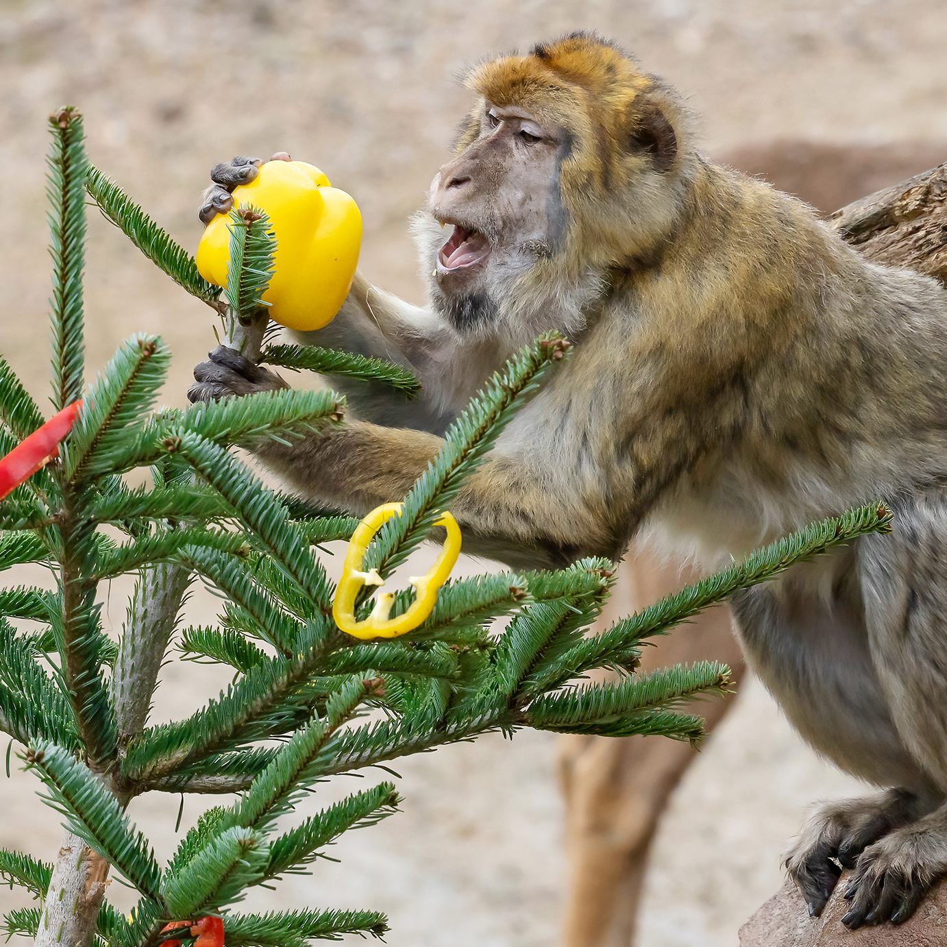 Futterkosten betragen rund 80.000 Euro monatlich.