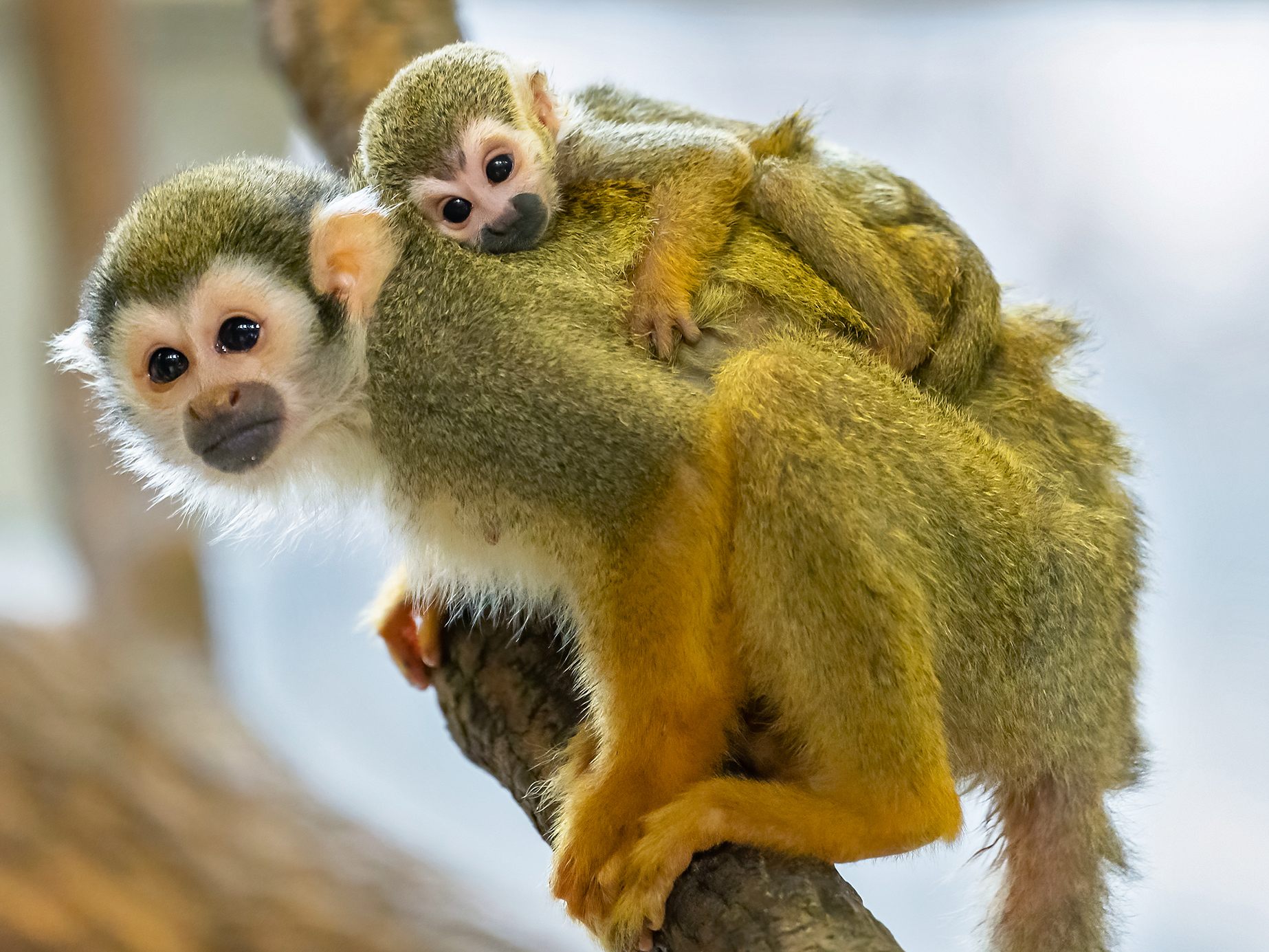 Es gibt Nachwuchs im Affenhaus des Tiergarten Schönbrunn in Wien. Es gibt Nachwuchs im Affenhaus des Tiergarten Schönbrunn in Wien.