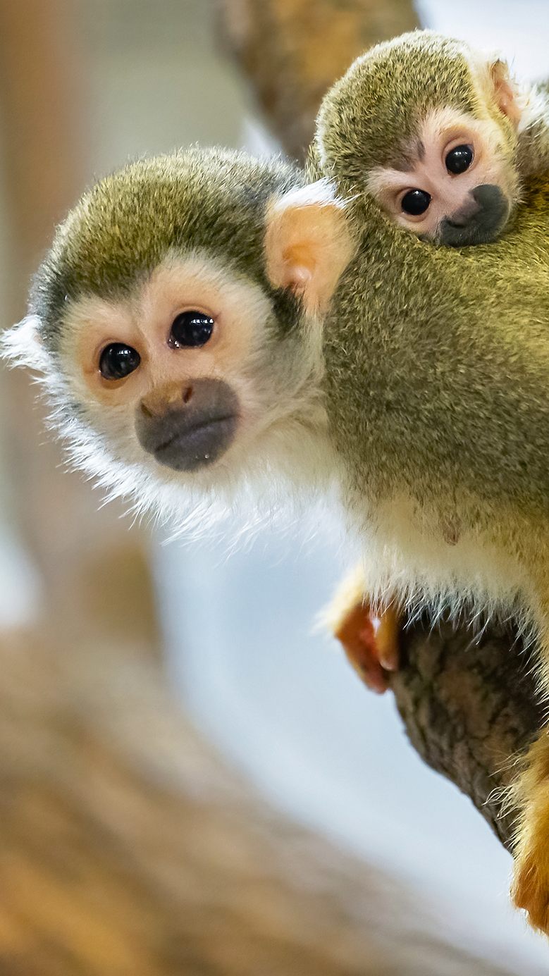 Es gibt Nachwuchs im Affenhaus des Tiergarten Schönbrunn in Wien.