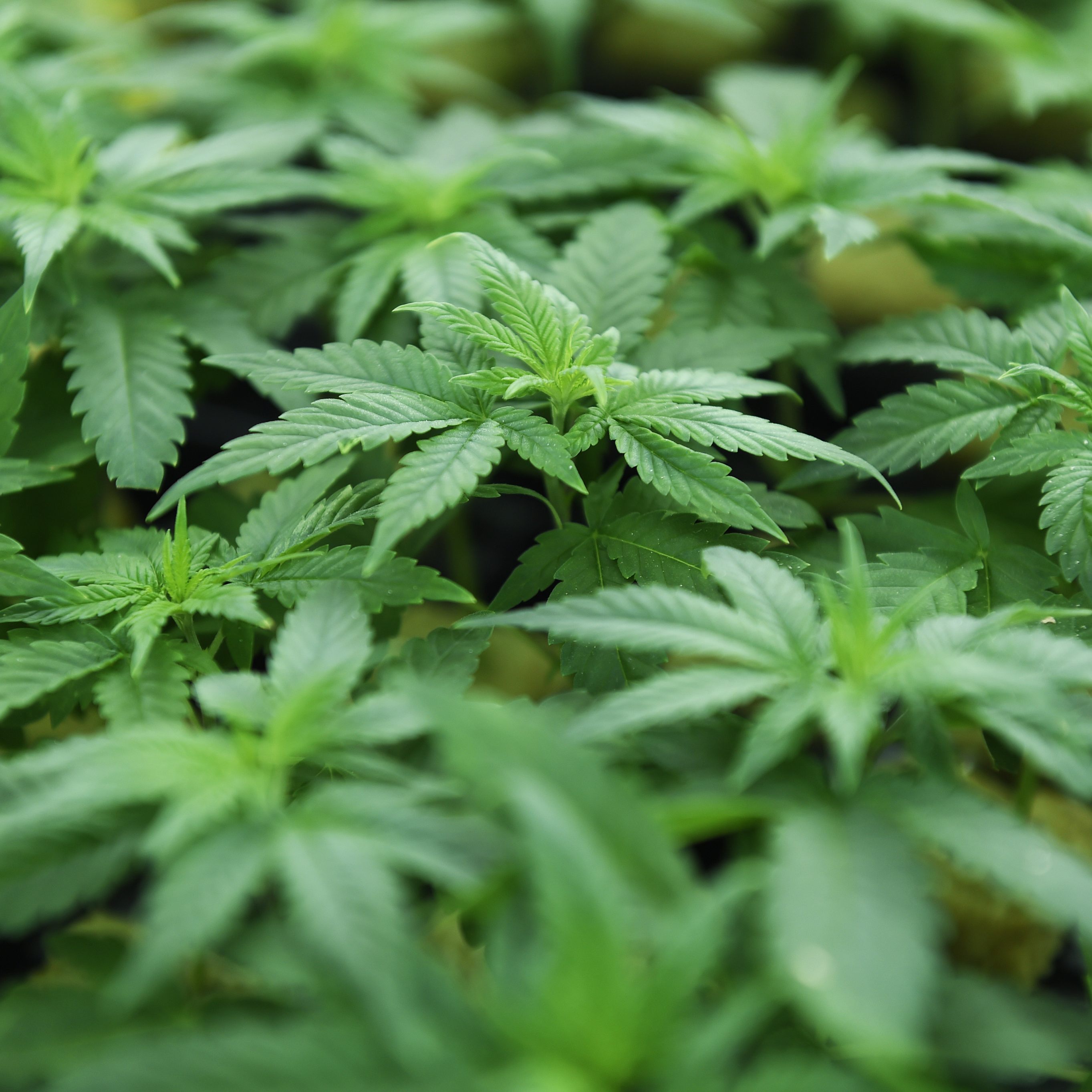 Dem Neurobiologen Tibor Harkany zufolge handelt es sich bei Cannabis um "keine Wunderpflanze".