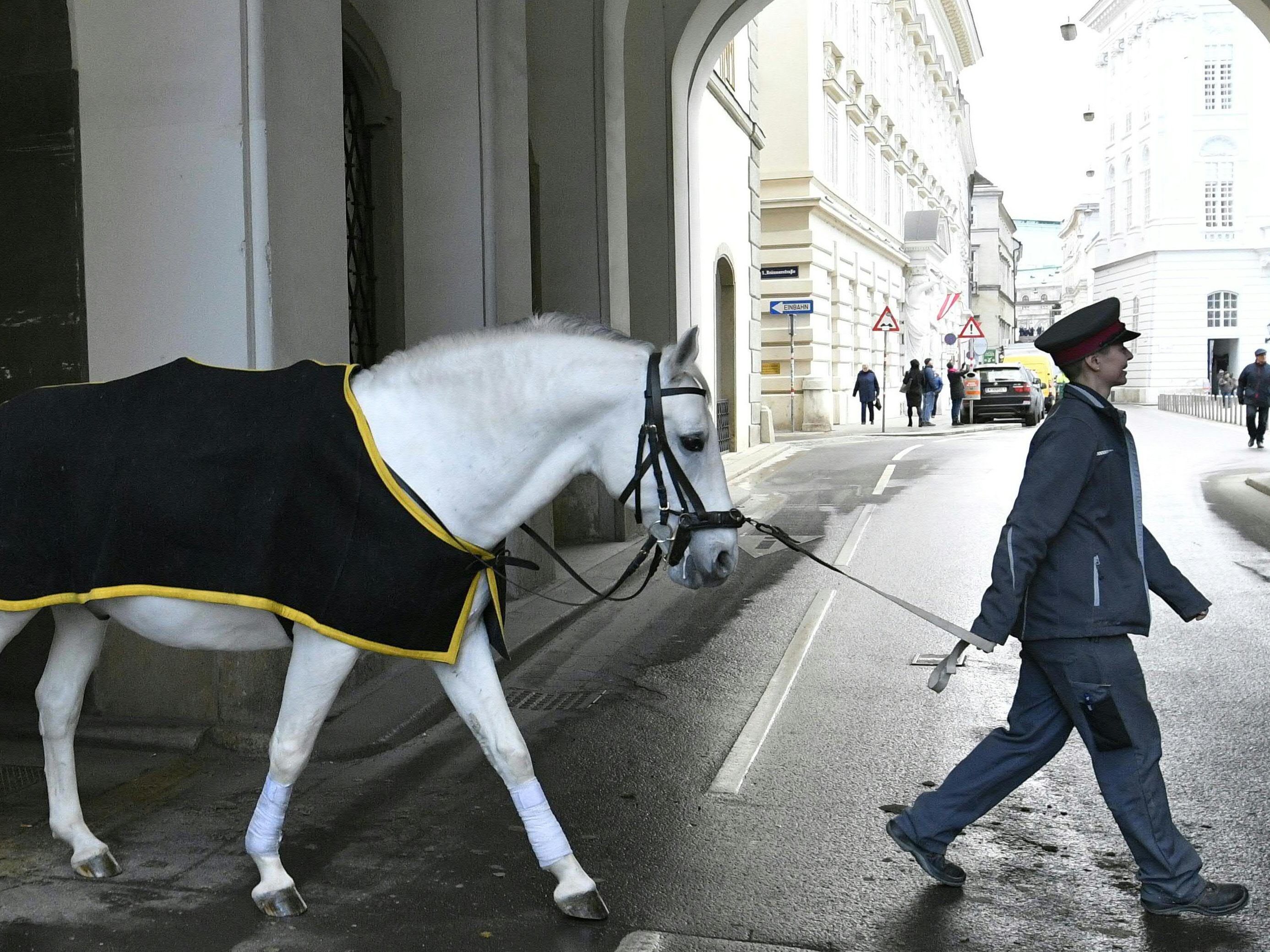 Laut Staatsanwaltschaft Wien liegen zwei Anzeigen gegen die Spanische Hofreitschule vor.