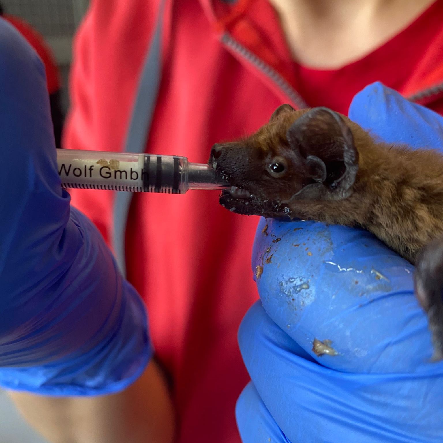 Im Tierschutzhaus Vösendorf werden über 100 Fledermäuse aufgepäppelt.