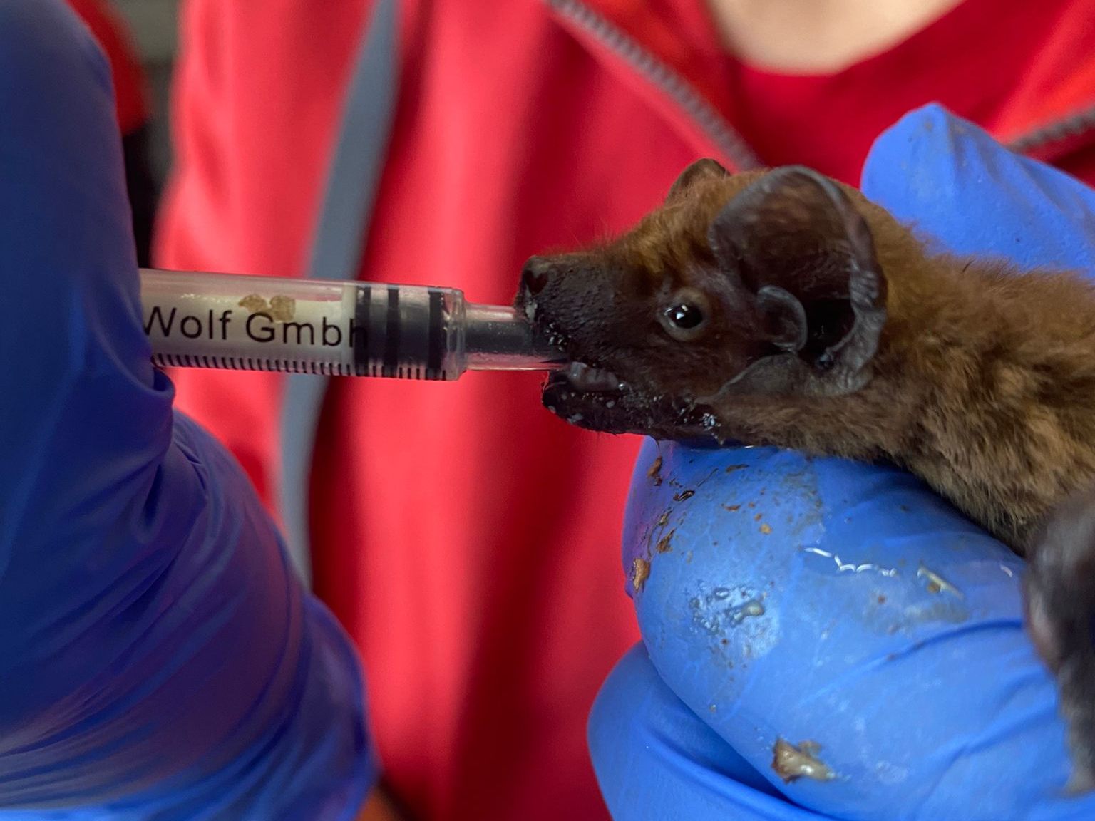 Im Tierschutzhaus Vösendorf werden über 100 Fledermäuse aufgepäppelt. Im Tierschutzhaus Vösendorf werden über 100 Fledermäuse aufgepäppelt.