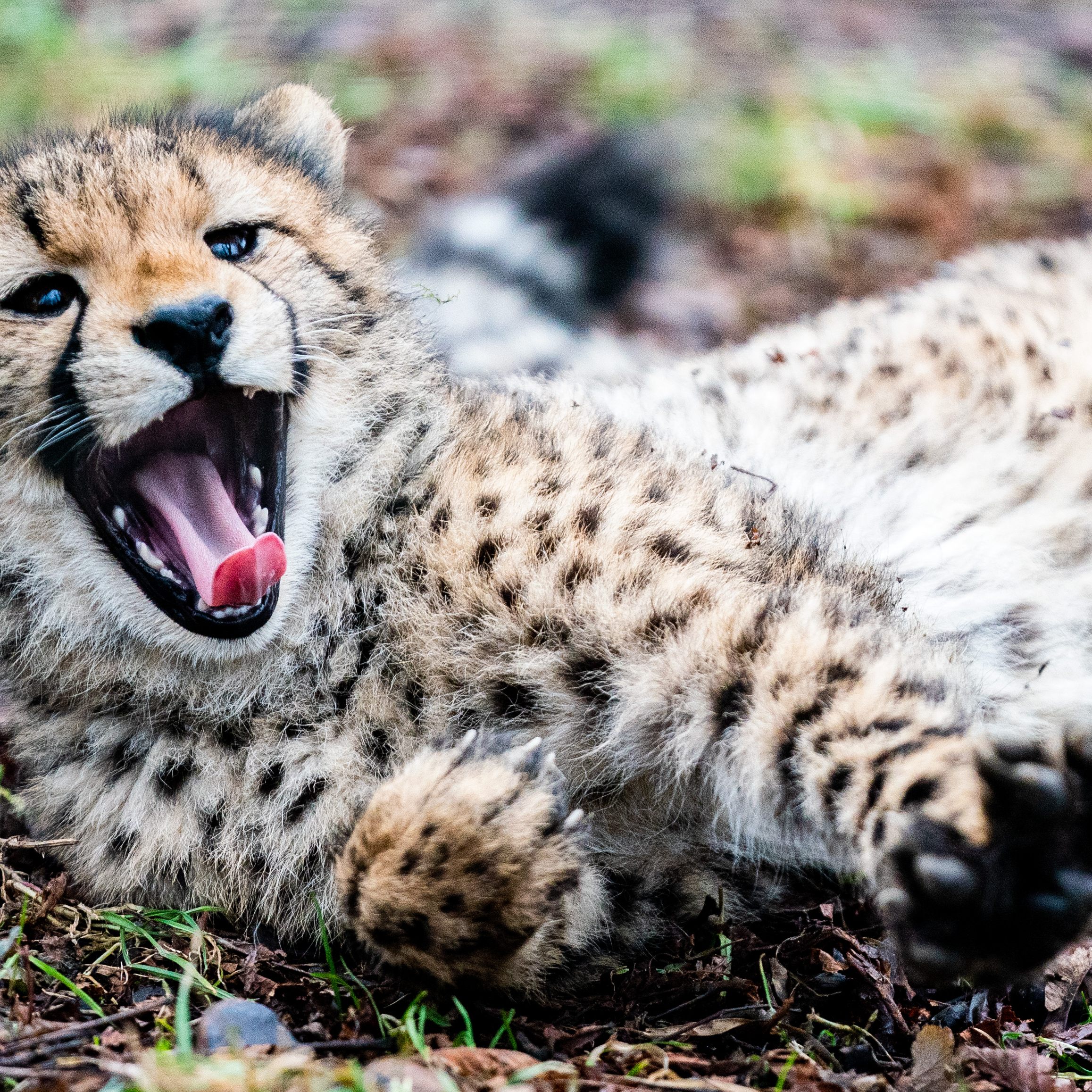 "Unsere Futterpalette ist so vielfältig wie unser Tierbestand", so der Direktor des Tiergarten Schönbrunn.