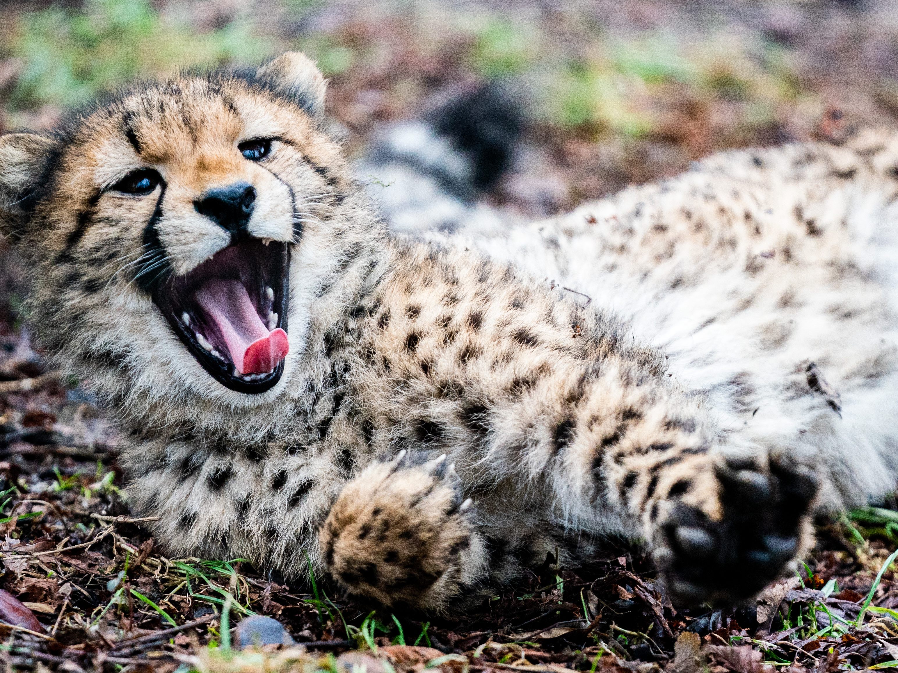 "Unsere Futterpalette ist so vielfältig wie unser Tierbestand", so der Direktor des Tiergarten Schönbrunn. "Unsere Futterpalette ist so vielfältig wie unser Tierbestand", so der Direktor des Tiergarten Schönbrunn.
