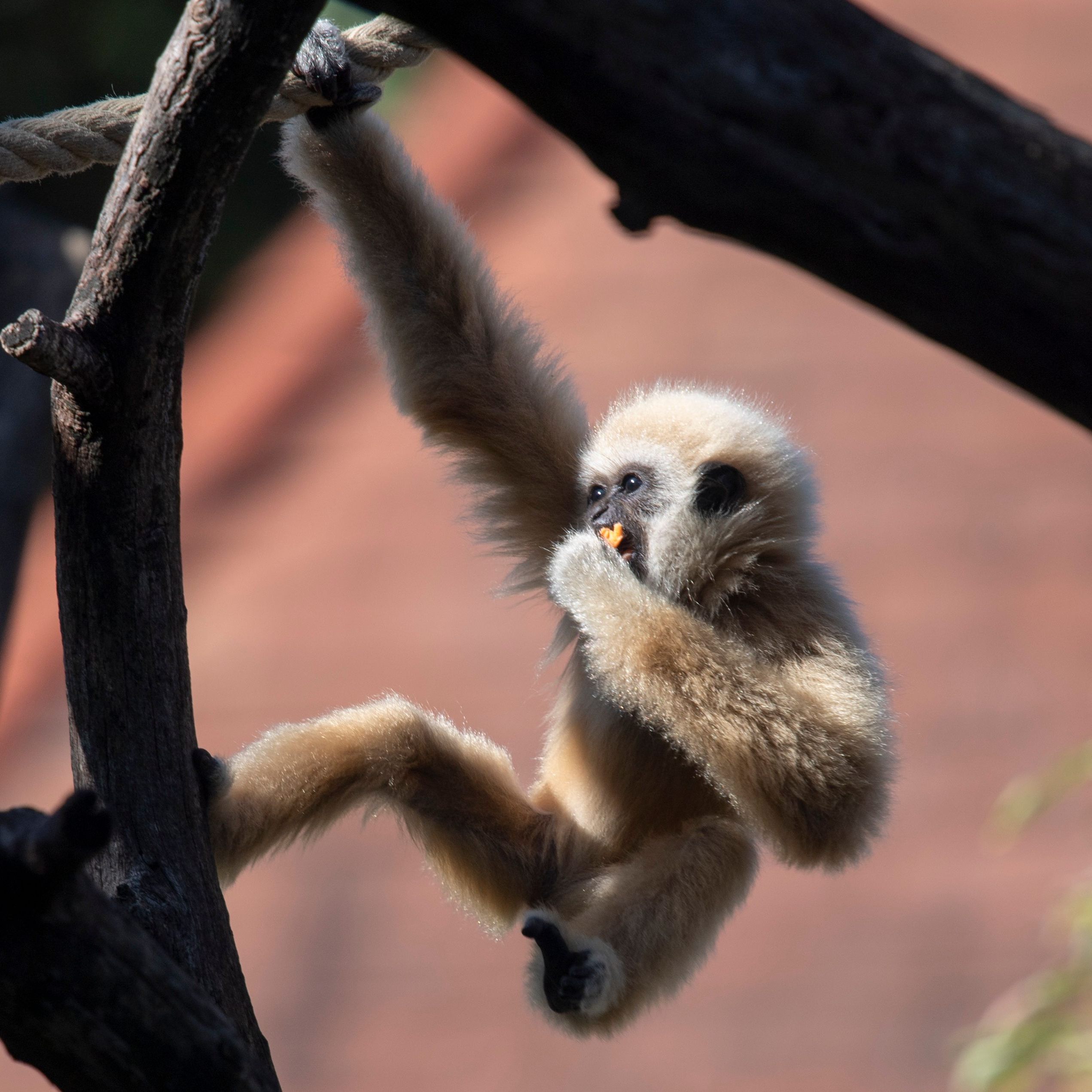 Das Gibbon-Jungtier fiel ins Wasser und ertrank.