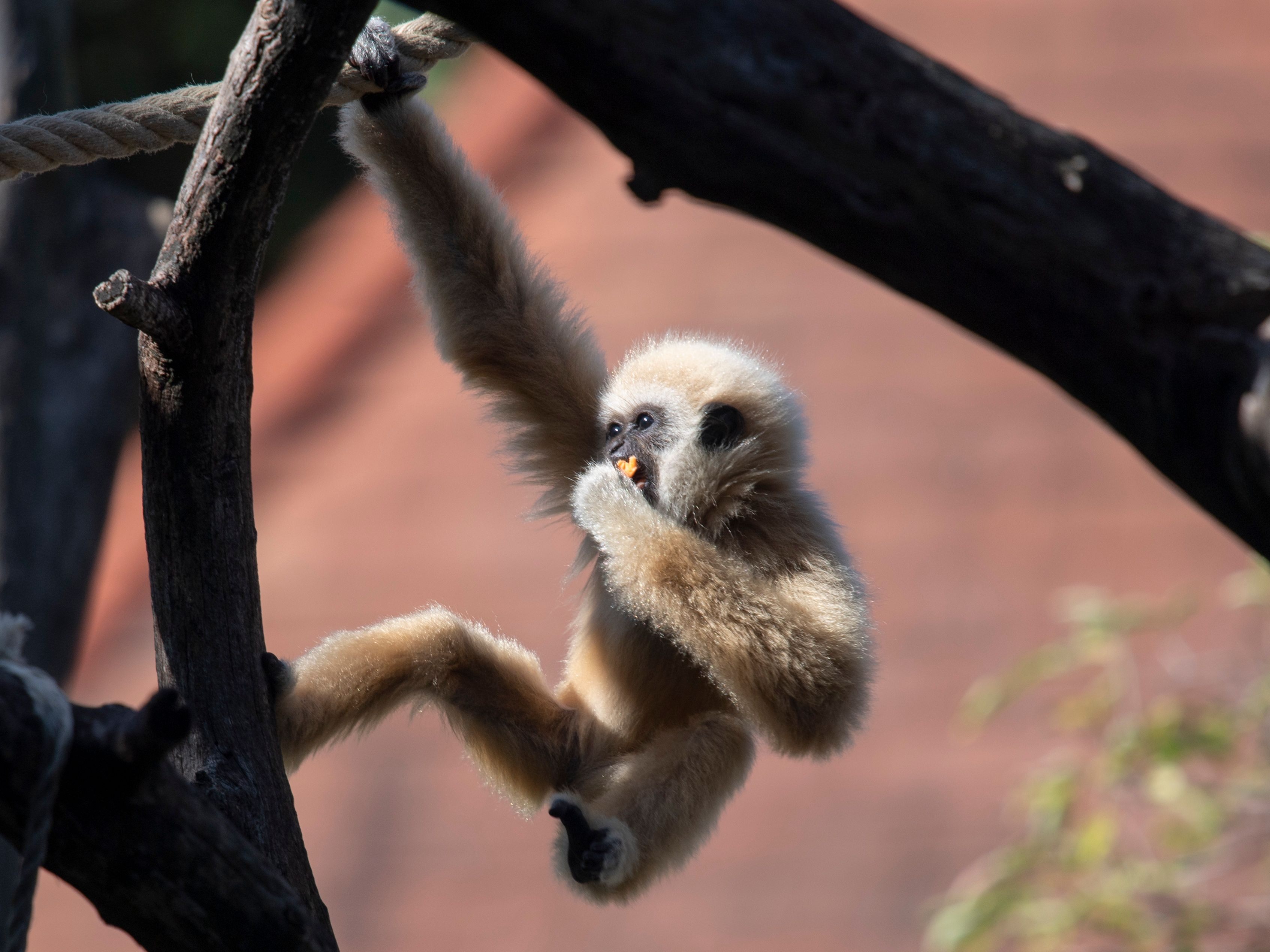 Das Gibbon-Jungtier fiel ins Wasser und ertrank. Das Gibbon-Jungtier fiel ins Wasser und ertrank.
