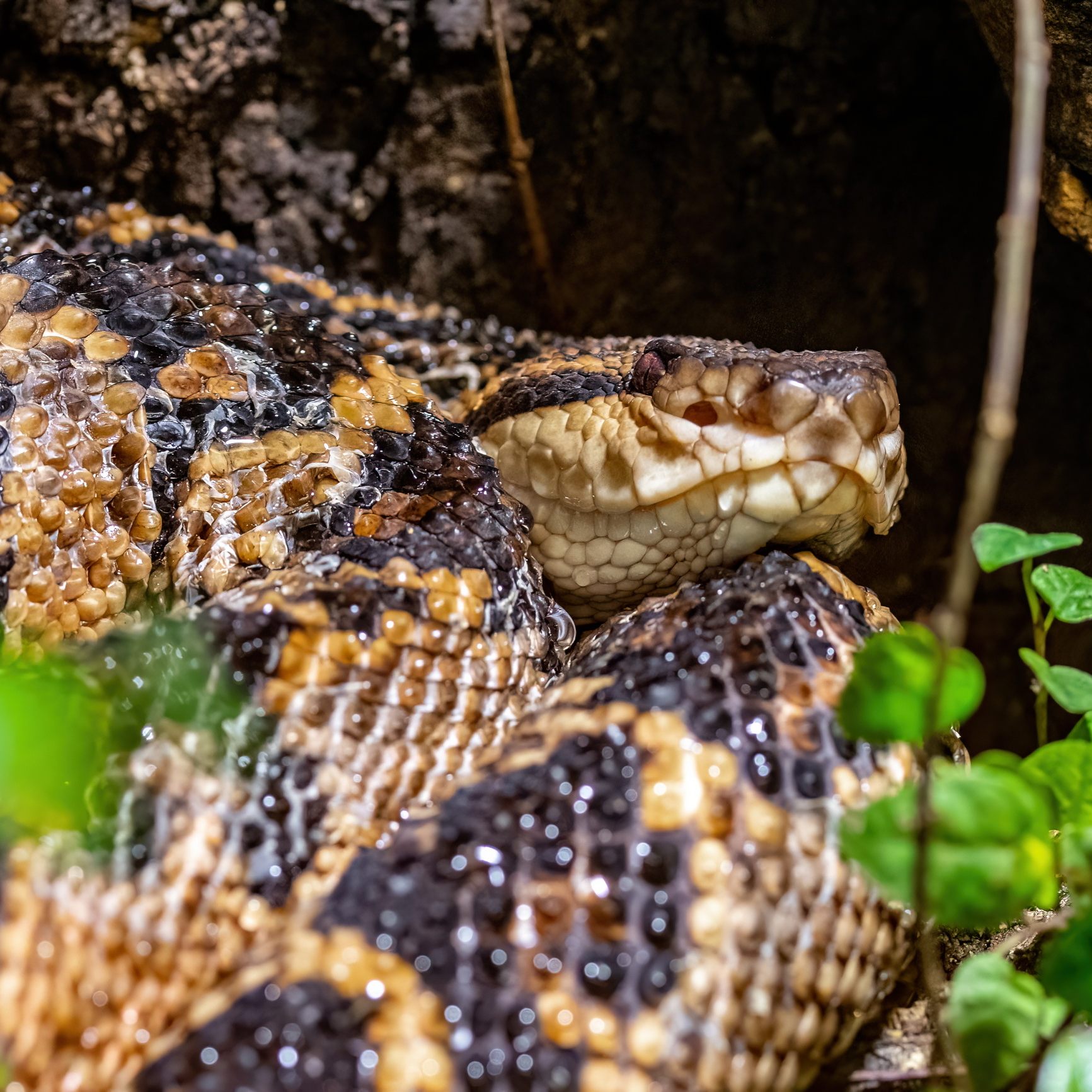 Der Buschmeister ist der Neuzugang im Haus des Meeres in Wien.