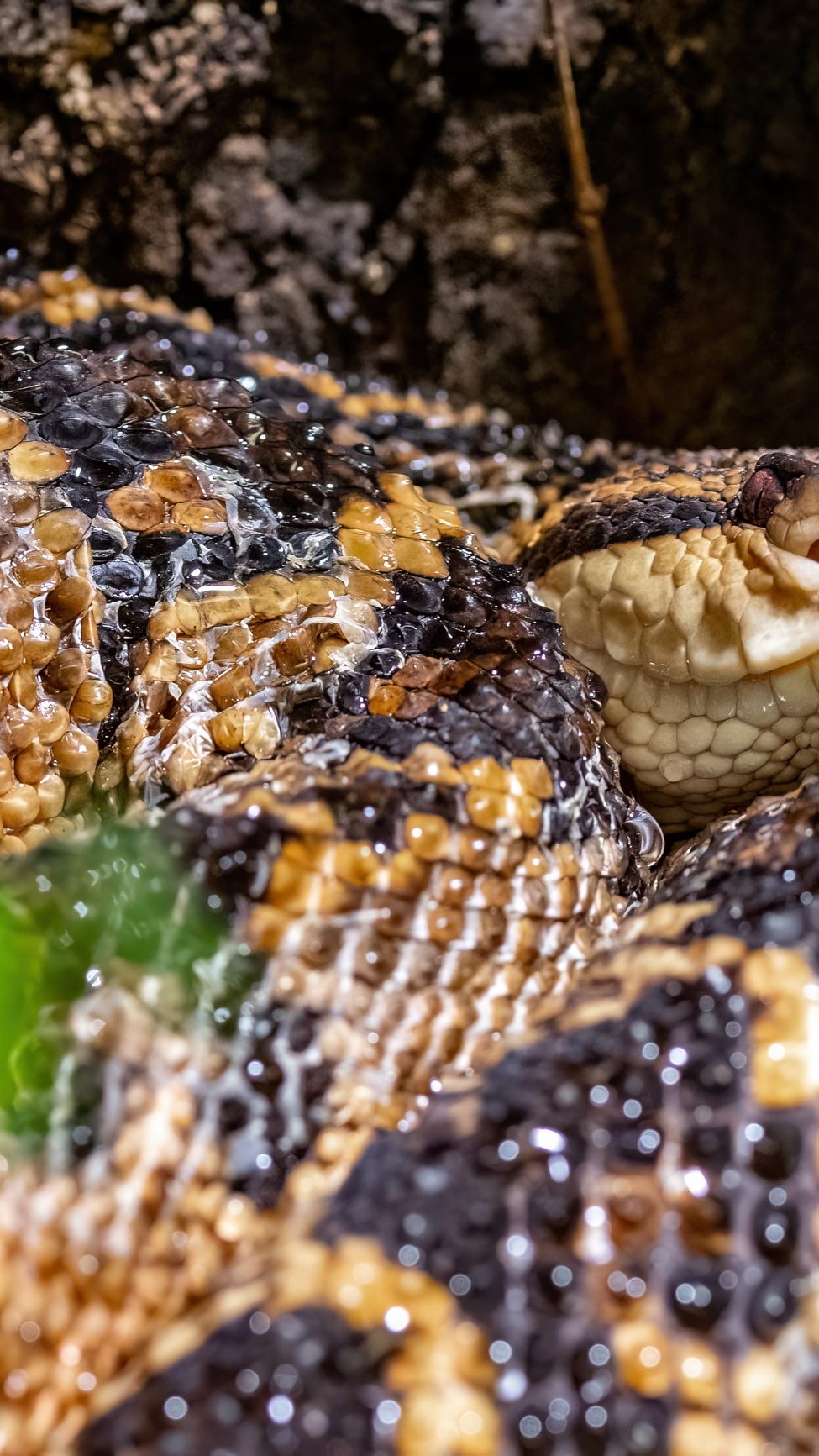 Der Buschmeister ist der Neuzugang im Haus des Meeres in Wien.