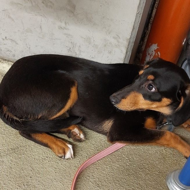 Die Polizei hatte in Wien-Leopoldstadt mit einem Hund zu tun.