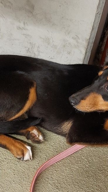 Die Polizei hatte in Wien-Leopoldstadt mit einem Hund zu tun.