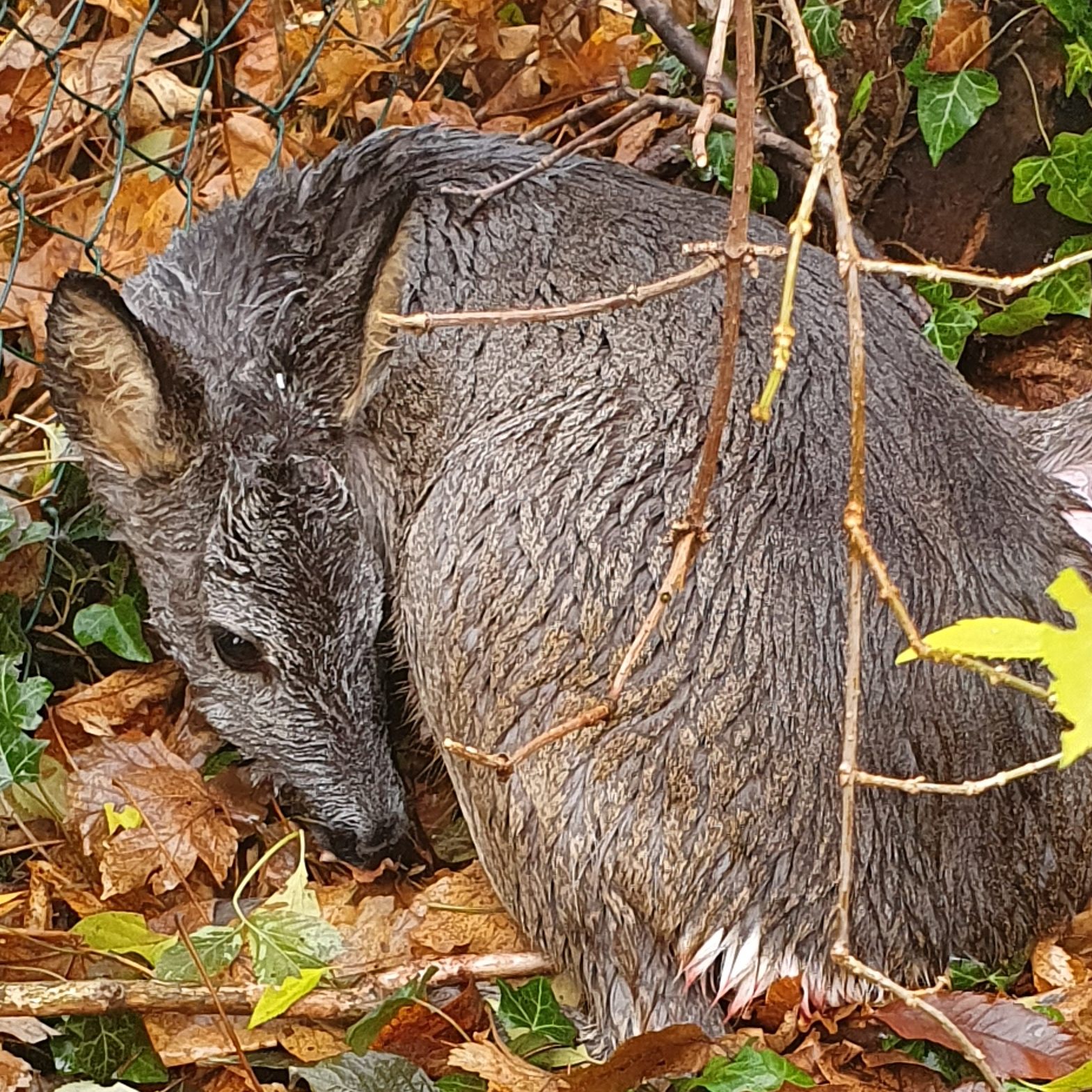 Die Polizei kam einem Reh im 19. Wiener Bezirk zu Hilfe.
