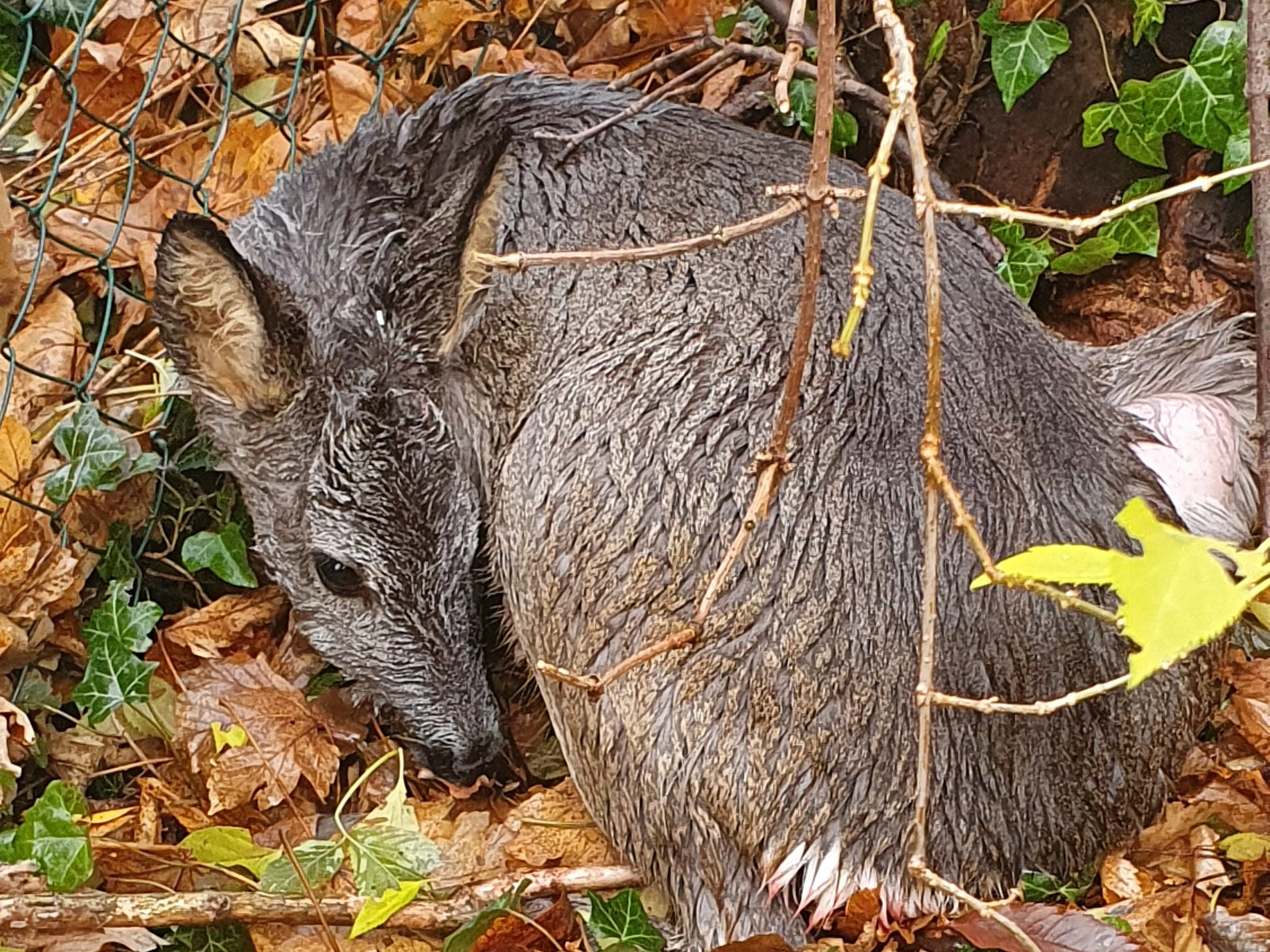 Eine Hunde-Attacke auf ein Reh ereignete sich in Wien-Döbling. Eine Hunde-Attacke auf ein Reh ereignete sich in Wien-Döbling.