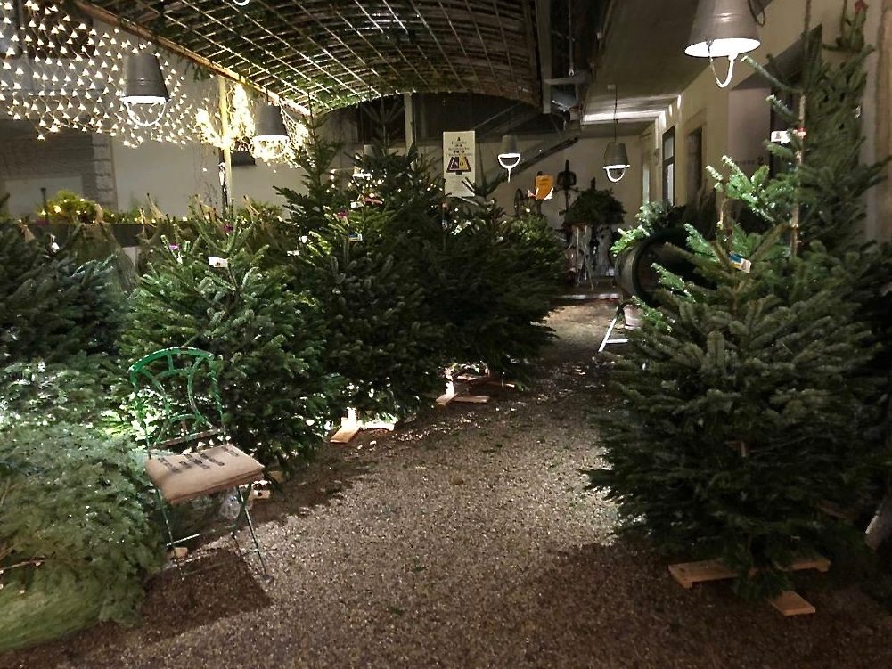 Der Dezember bringt den VinziRast-Christbaumverkauf in Wien-Alsergrund.