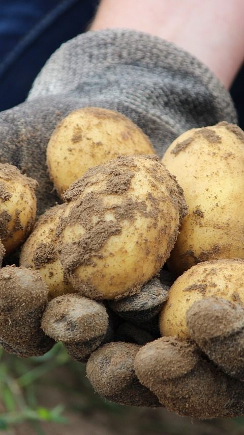 Bauern ernteten 2021 weniger Weizen und Erdäpfel, aber mehr Mais.