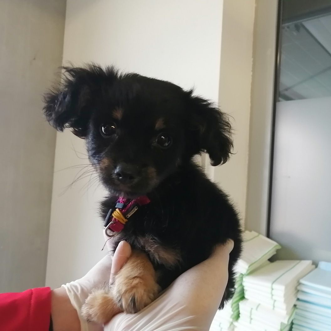 Dieses Chihuahua-Männchen wurde mit einem Weibchen zusammen am Liesingbach gefunden