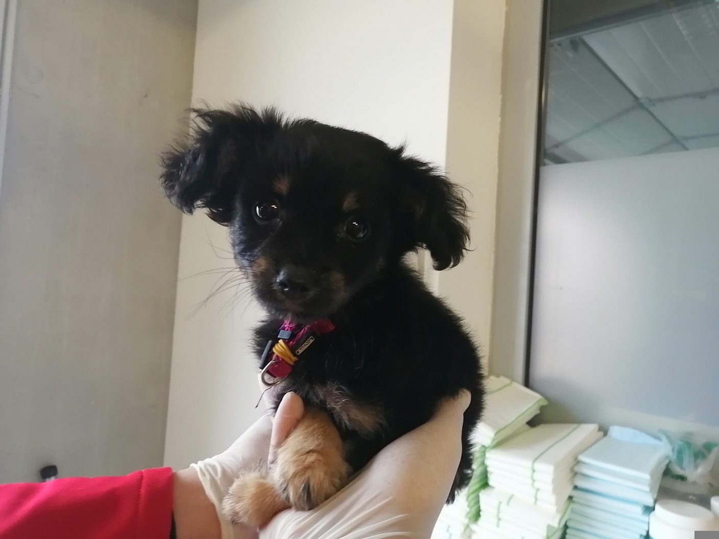 Dieses Chihuahua-Männchen wurde mit einem Weibchen zusammen am Liesingbach gefunden Dieses Chihuahua-Männchen wurde mit einem Weibchen zusammen am Liesingbach gefunden