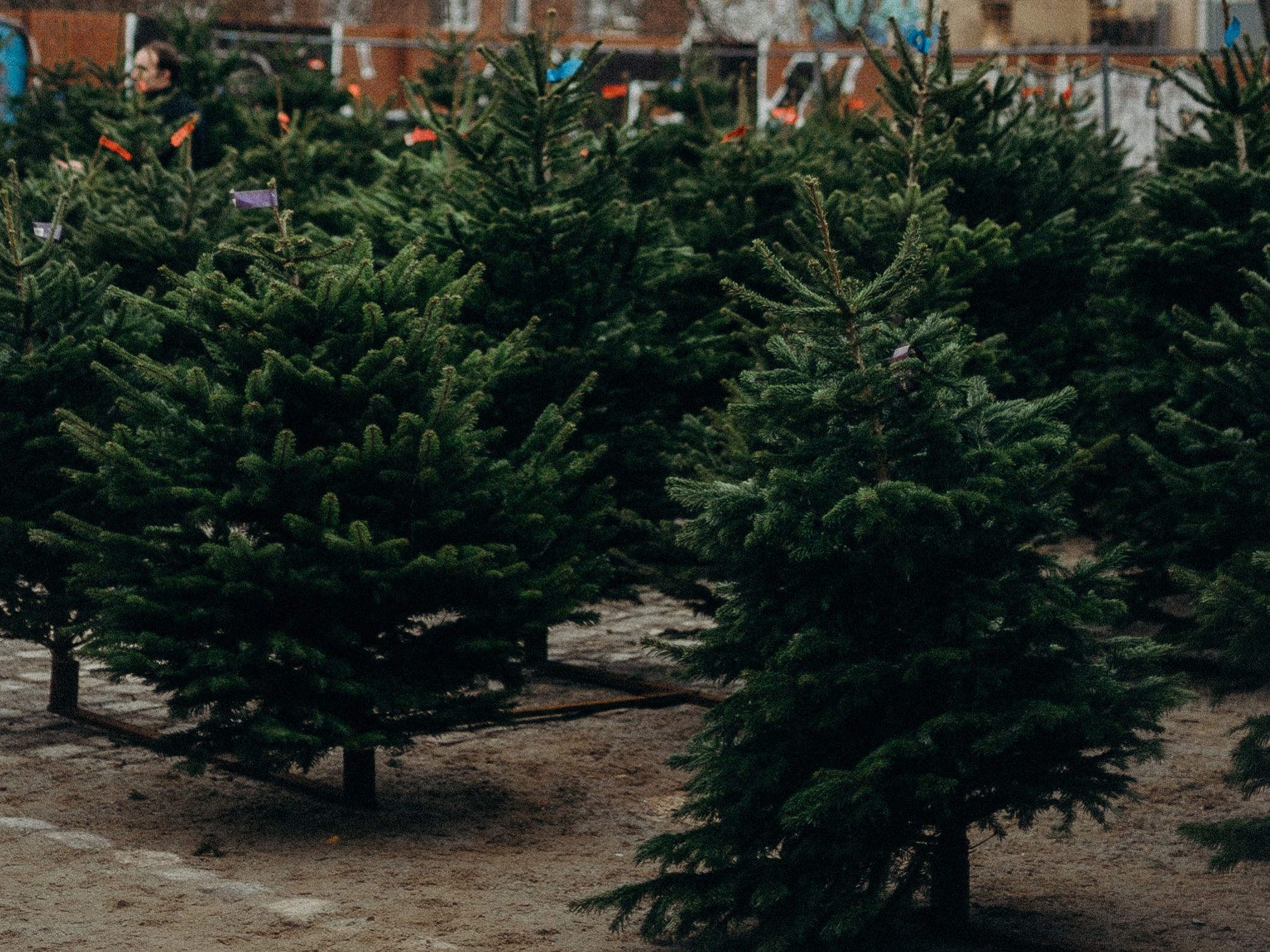 Christbäume werden teils aus dem Ausland importiert und sind mit Pestiziden belastet - da ist Vorsicht beim Kauf geboten