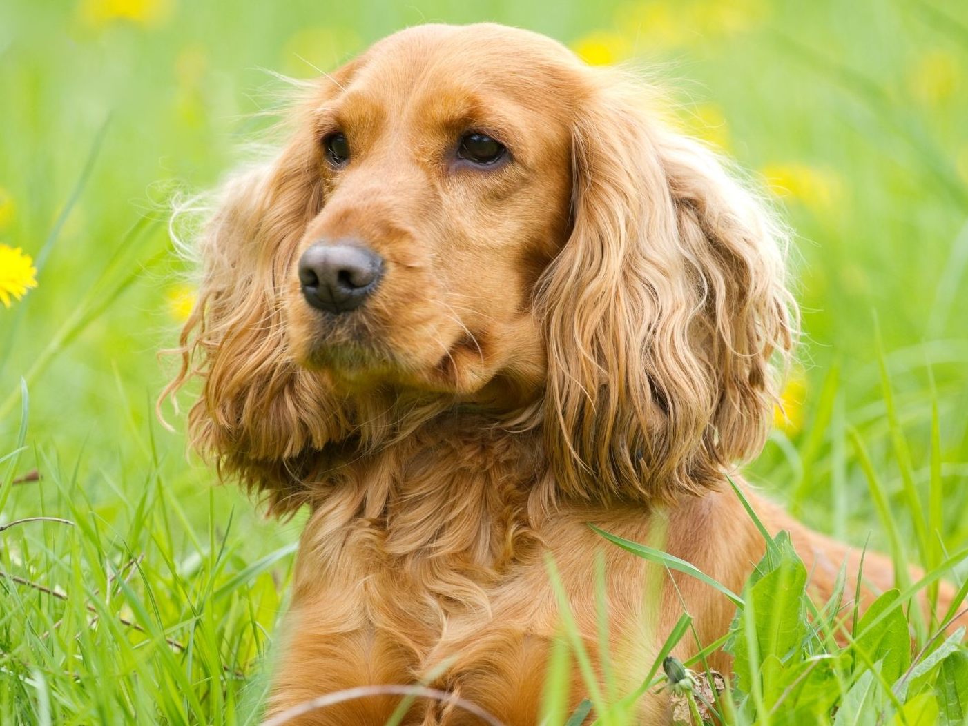 Der Cocker Spaniel bleibt nur ungern auf dem Boden. Der Cocker Spaniel bleibt nur ungern auf dem Boden.