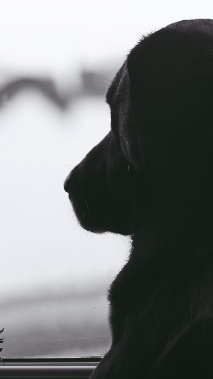 Hund oder Katze als "Geschenk" unterm Christbaum? Keine gute Idee