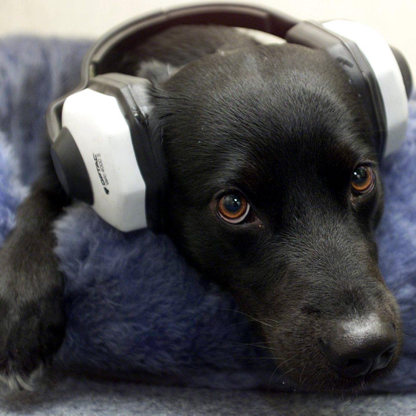 Tiere leiden besonders unter dem Lärm und Krach in der Silvesternacht.