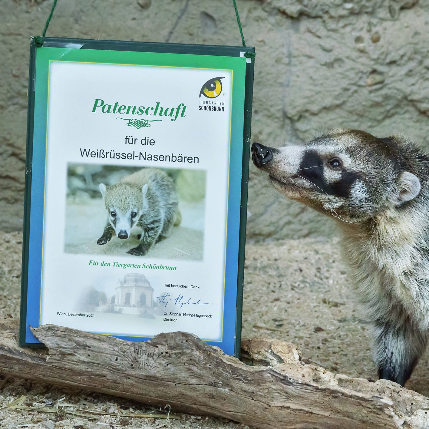 Ein Nasenbär als tierisches Weihnachtsgeschenk: Die Möglichkeit einer Tierpatenschaft gibt es im Tiergarten Schönbrunn