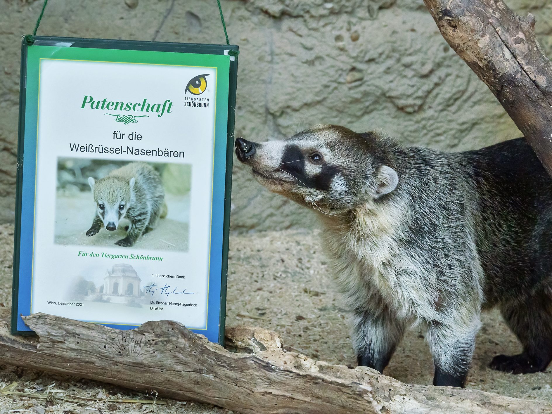 Ein Nasenbär als tierisches Weihnachtsgeschenk: Die Möglichkeit einer Tierpatenschaft gibt es im Tiergarten Schönbrunn