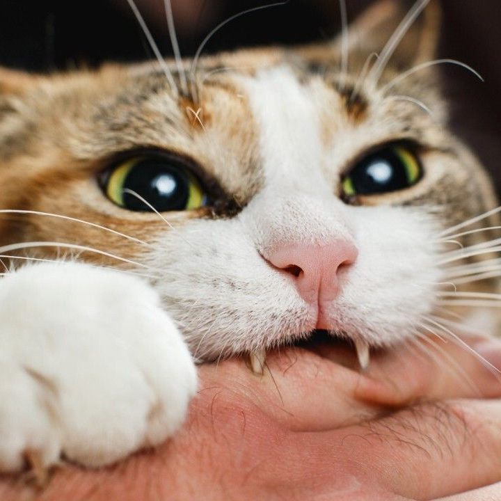 Eine Persönlichkeitsanalyse gibt Auskunft über die Wesenszüge der Katze.