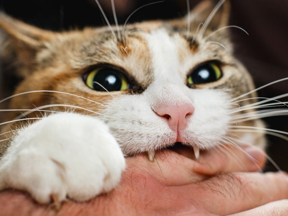 Eine Persönlichkeitsanalyse gibt Auskunft über die Wesenszüge der Katze.