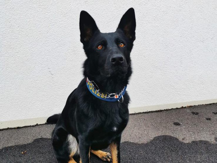 Drogenspürhund "Domina" fand in einer Wohnung in Wien-Hietzing Kokain.