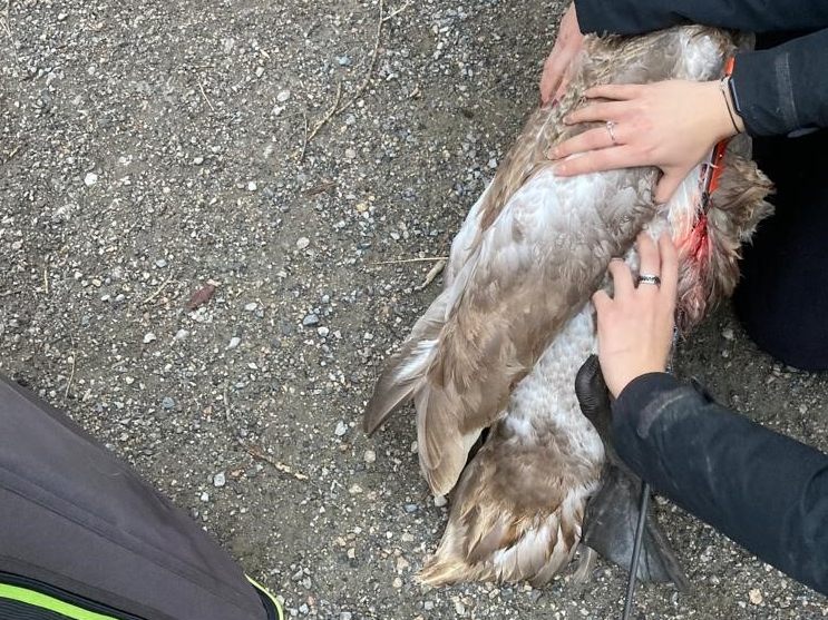 Ein Unbekannter hat einen Schwan mit einem Pfeil abgeschossen. Das Geschoss steckte noch in dem Tier.