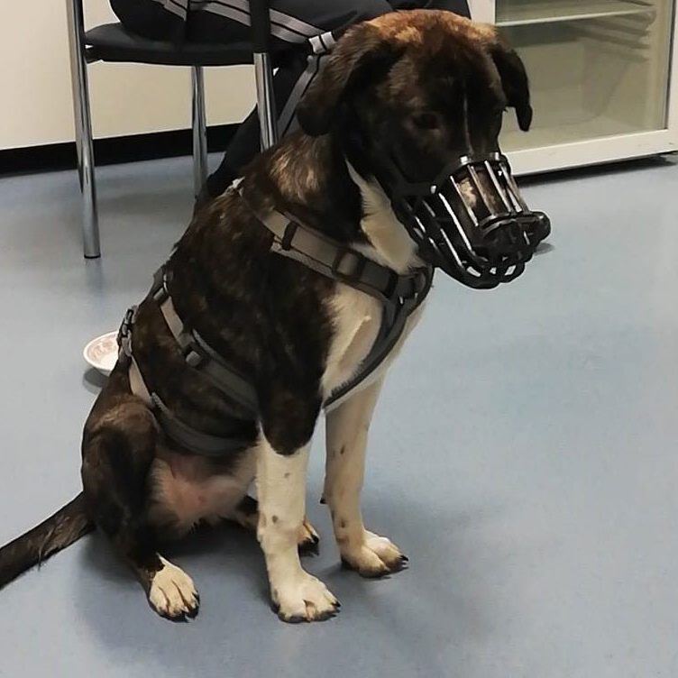 Heldin einer abenteuerlichen Geschichte: die entlaufene Hündin Peppa