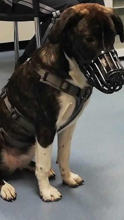 Heldin einer abenteuerlichen Geschichte: die entlaufene Hündin Peppa