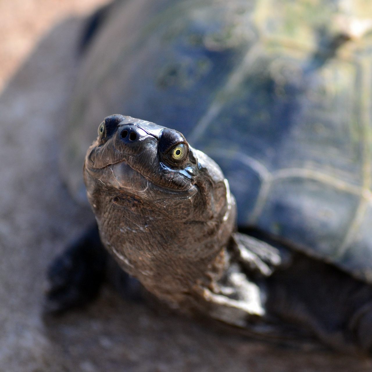 Auch die europäische Sumpfschildkröte ist - wenn auch selten - in Wien zu finden.