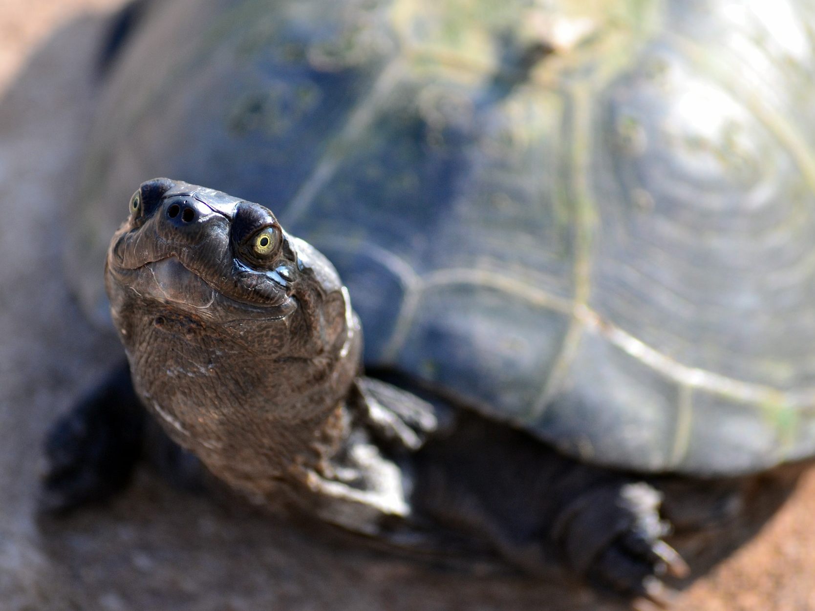 Auch die europäische Sumpfschildkröte ist - wenn auch selten - in Wien zu finden. Auch die europäische Sumpfschildkröte ist - wenn auch selten - in Wien zu finden.